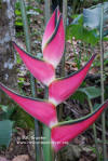 Heliconia orthotricha 'Candy Cane'